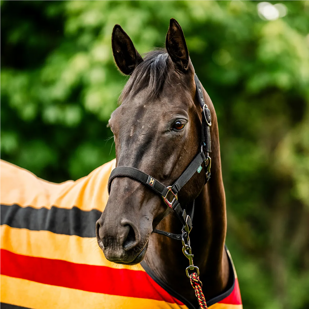 Horseware® Newmarket Halter w/Leadrope - Equine Exchange Tack Shop