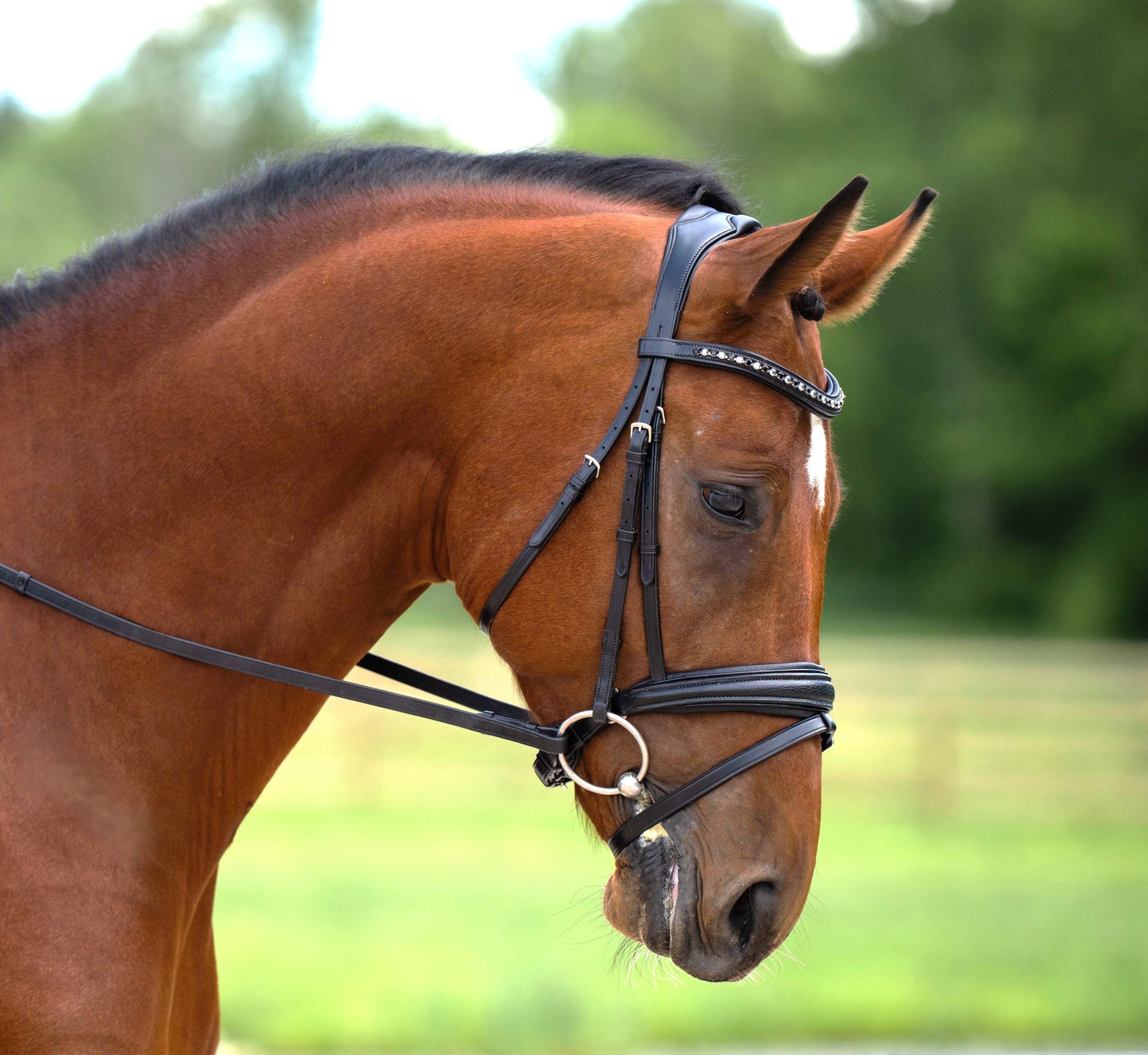 Olympian Dressage Bridle - Equine Exchange Tack Shop