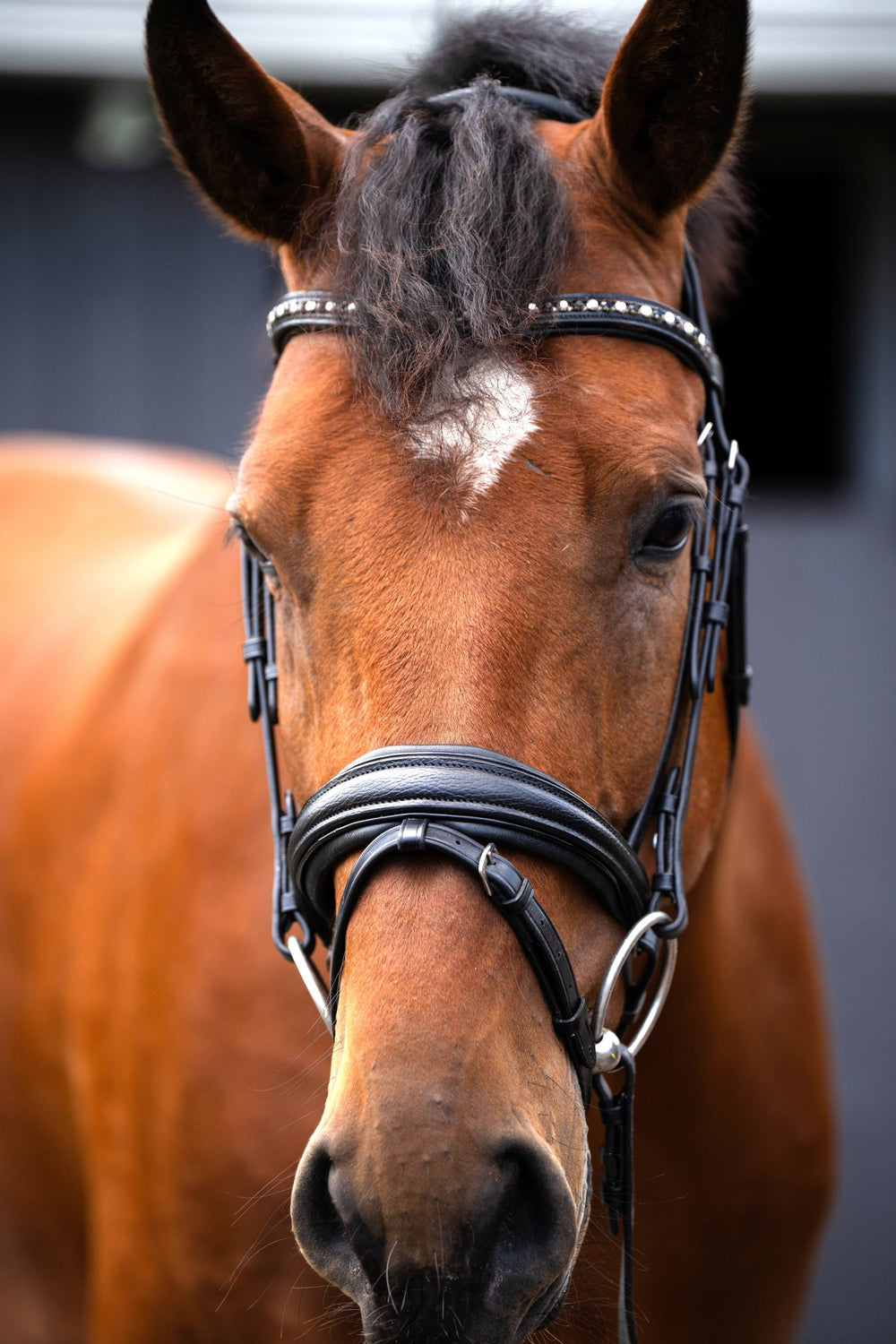 Olympian Dressage Bridle - Equine Exchange Tack Shop