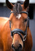 Olympian Dressage Bridle - Equine Exchange Tack Shop