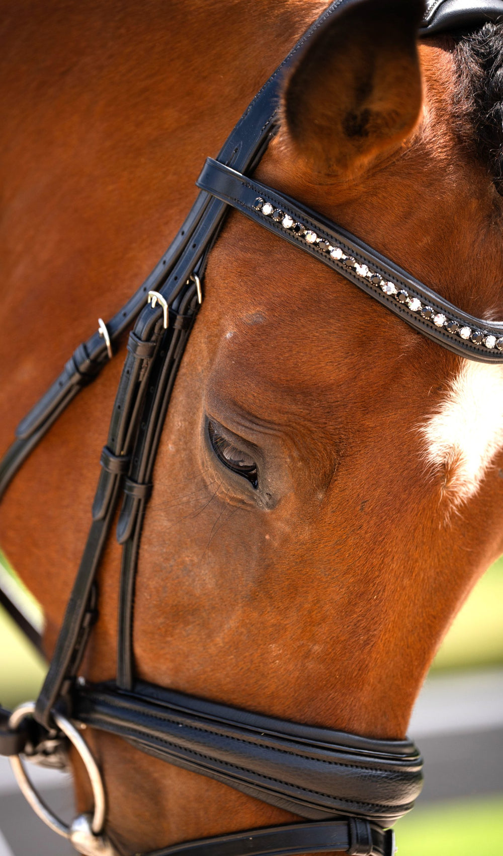 Olympian Dressage Bridle - Equine Exchange Tack Shop