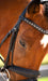 Olympian Dressage Bridle - Equine Exchange Tack Shop