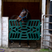 Plastic Stall Gate - Equine Exchange Tack Shop