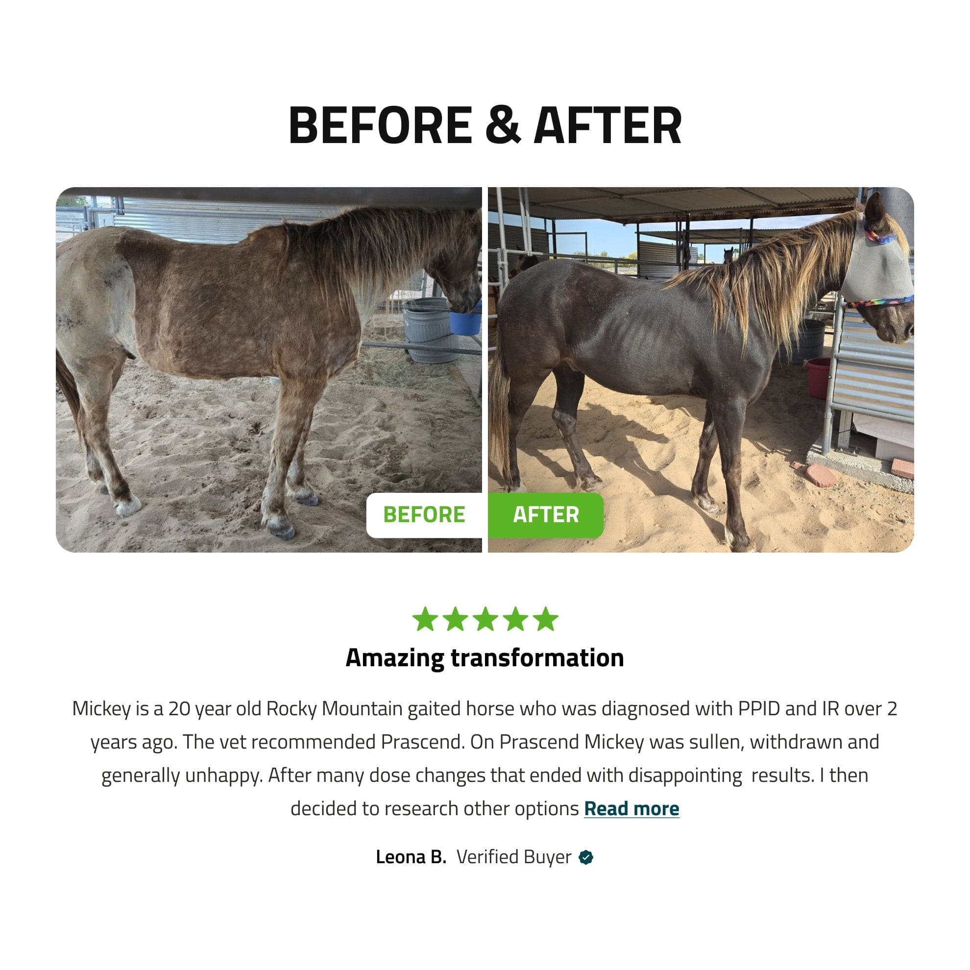 Pituitary Support for Horses - Equine Exchange Tack Shop