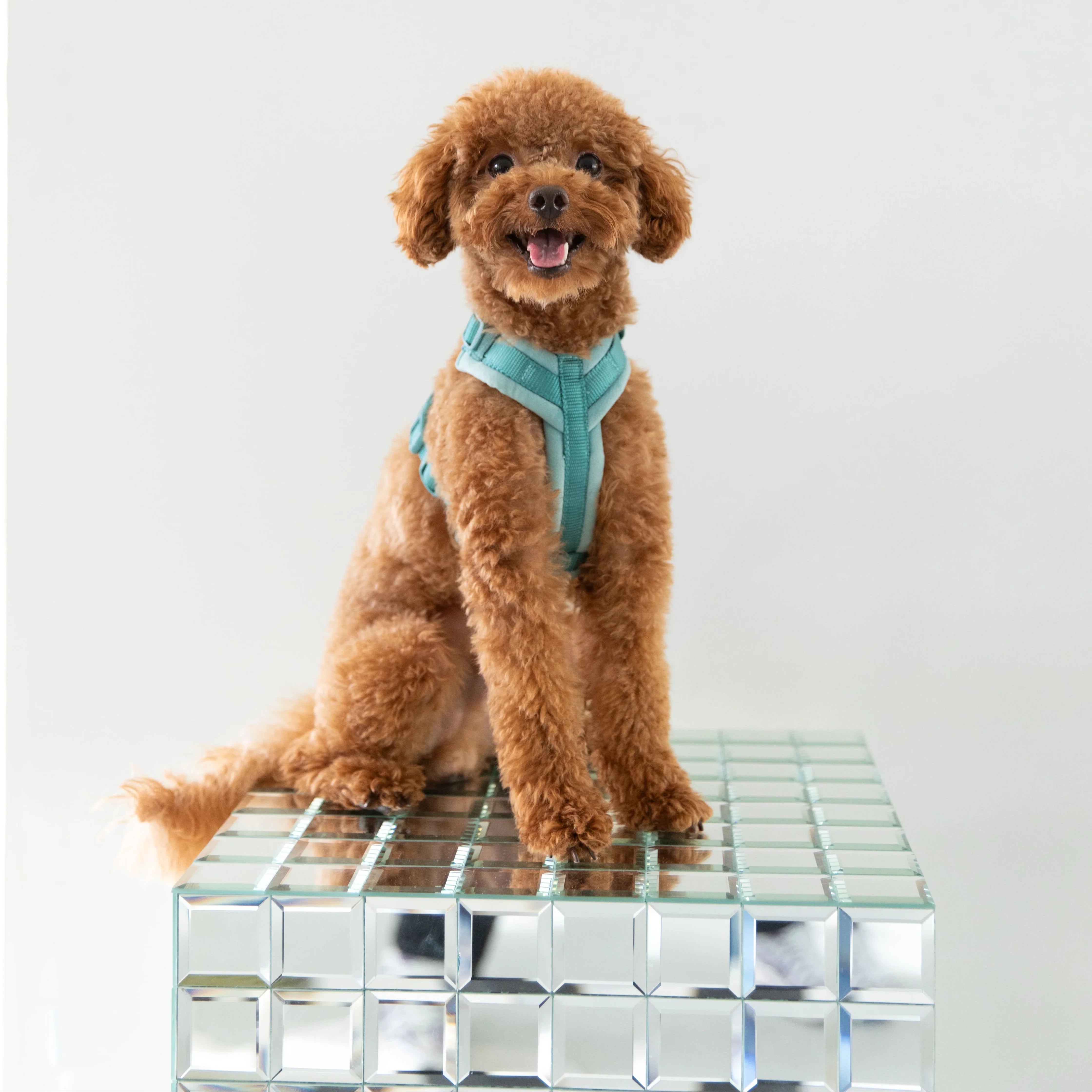 Blue - Velvet Dog Harness  