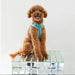 Blue - Velvet Dog Harness  