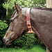 DARE Cribbing Control Collar - Equine Exchange Tack Shop
