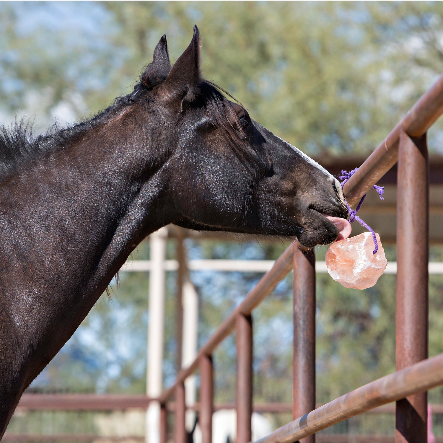 Jolly Salt Snack - Equine Exchange Tack Shop