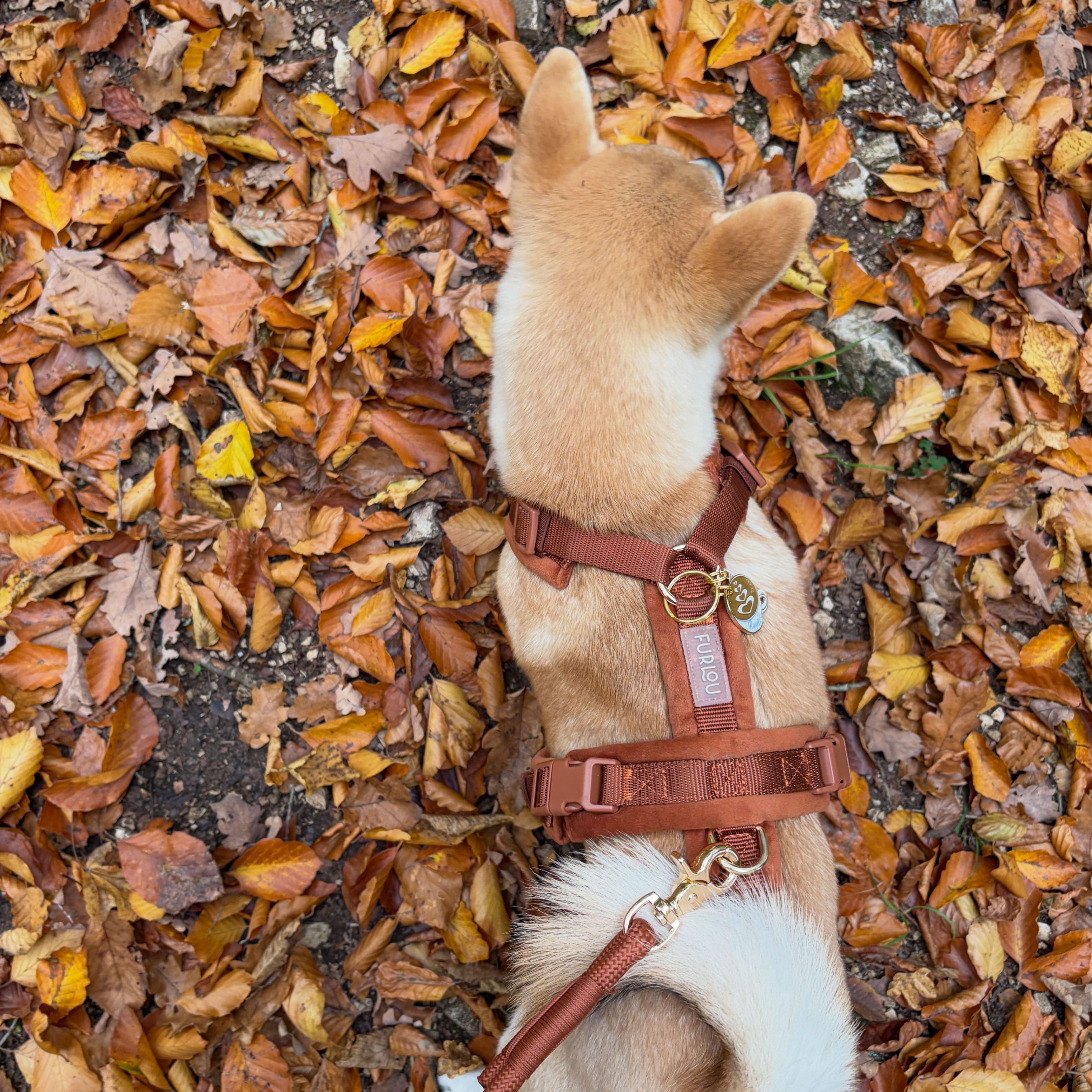 Velvet Dog Harness - Clay  