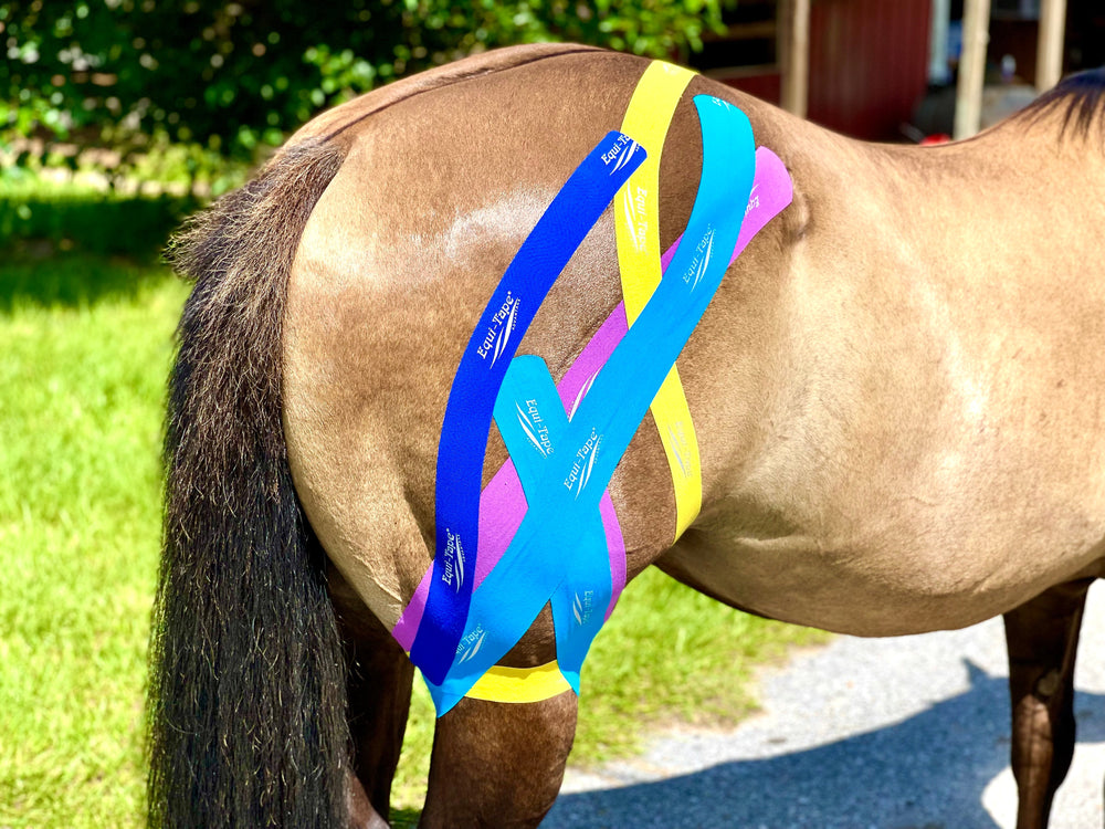 Equi-Tape® Fundamentals Course & Module Bundle - Equine Exchange Tack Shop