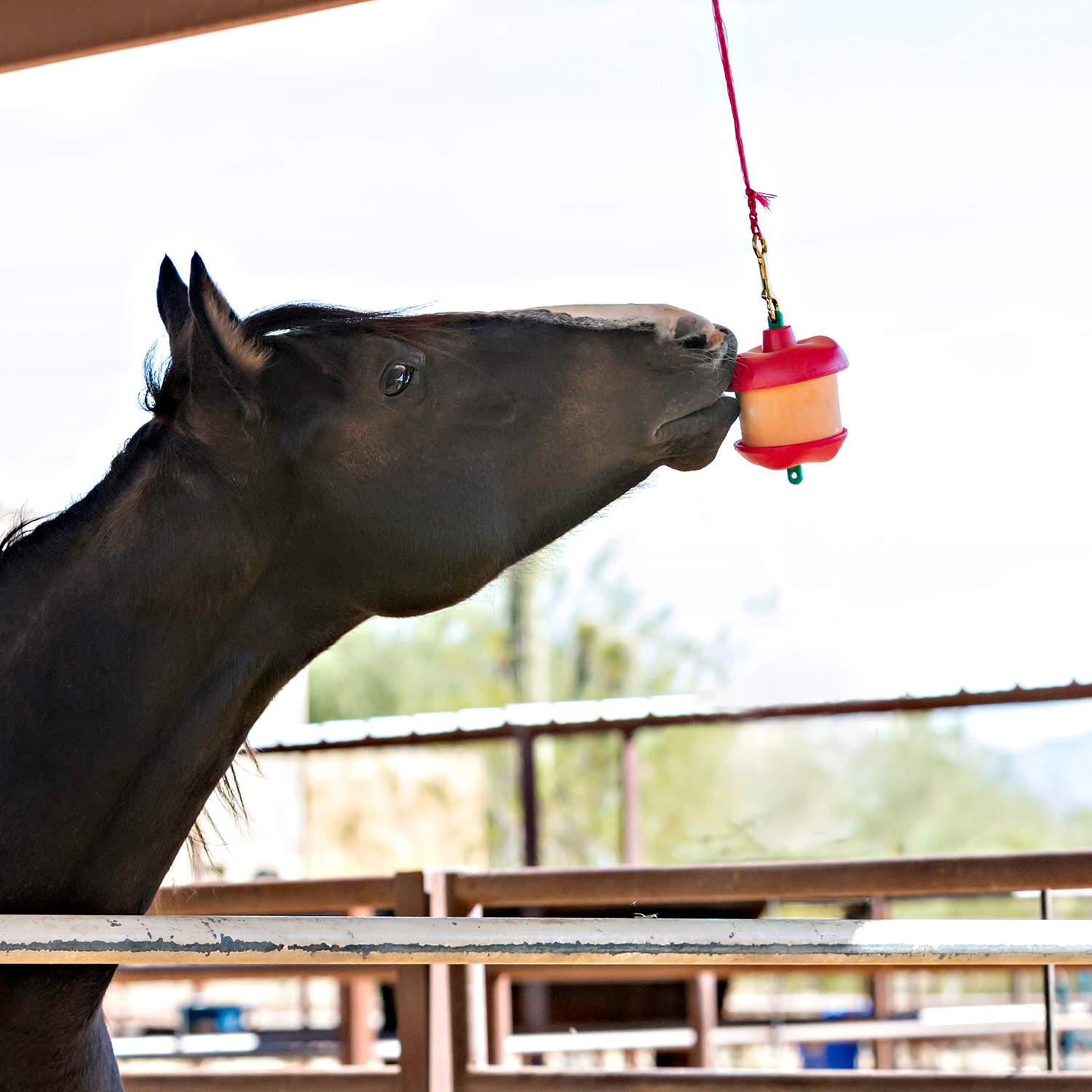 Jolly Stall Snack - Equine Exchange Tack Shop