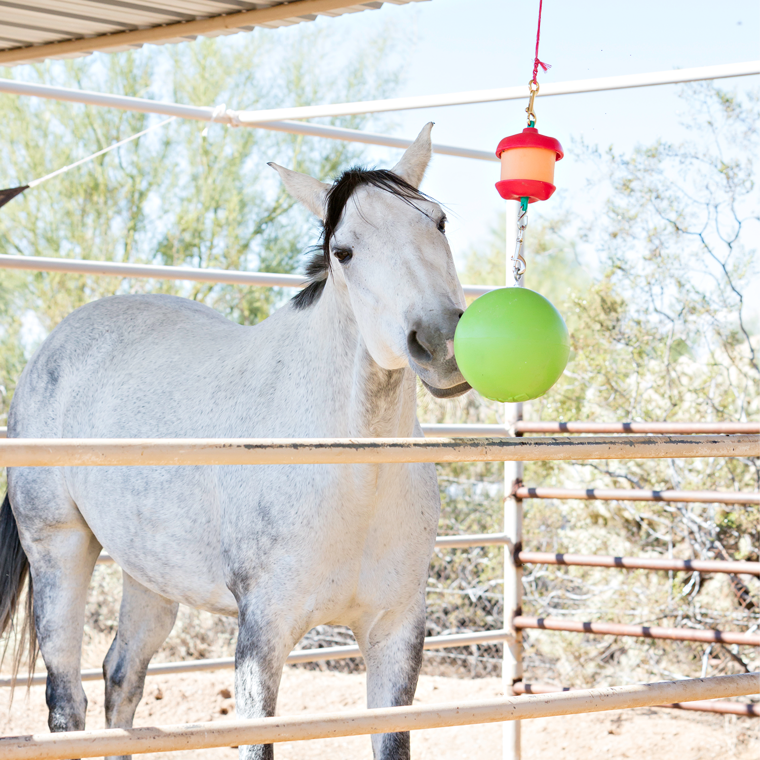 Jolly Stall Snack Combo - Equine Exchange Tack Shop