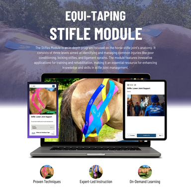 Module: The Stifle - Equine Exchange Tack Shop
