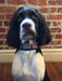 American Flag Beaded Dog Collar - Equine Exchange Tack Shop
