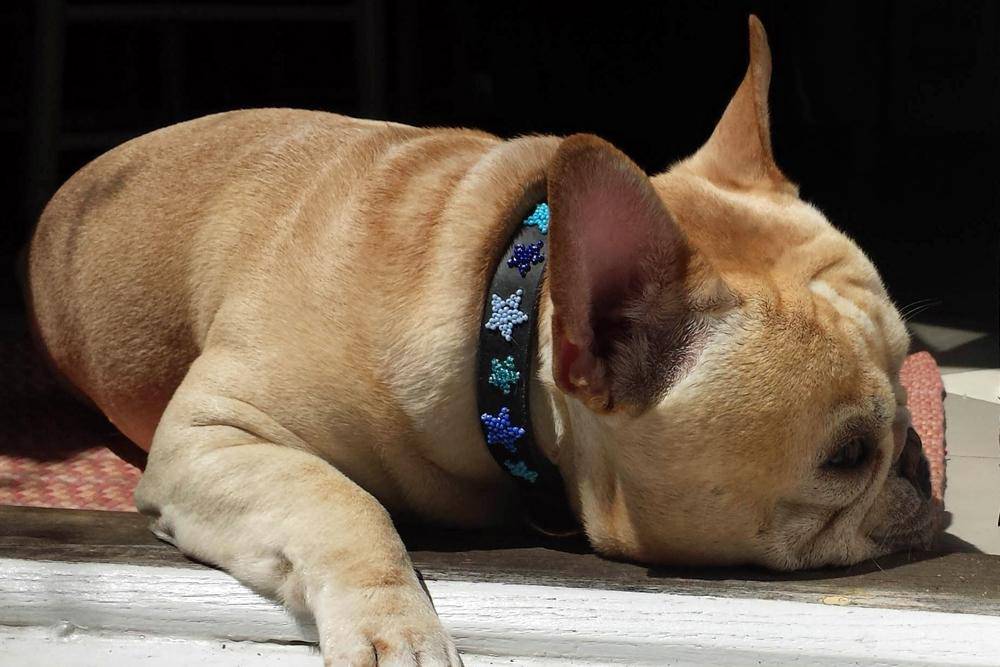 "Indigo Stars" Beaded Dog Collar - Equine Exchange Tack Shop