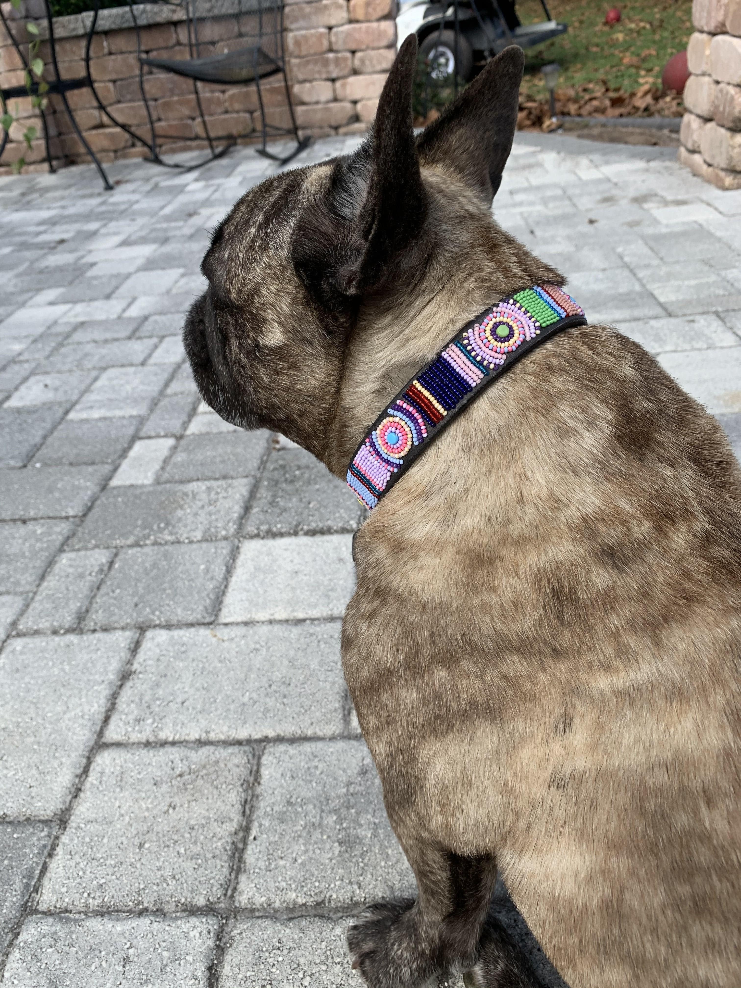 "Posey" Beaded Dog Collar - Equine Exchange Tack Shop