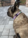 "Posey" Beaded Dog Collar - Equine Exchange Tack Shop