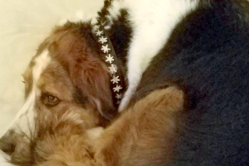 "Batik Bone Star" Beaded Dog Collar