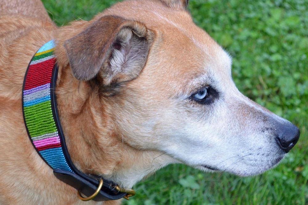 "Bijou" Beaded Dog Collar - Equine Exchange Tack Shop
