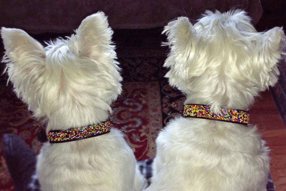 "Confetti" Beaded Dog Collar