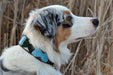"Jacaranda" Beaded Dog Collar - Equine Exchange Tack Shop