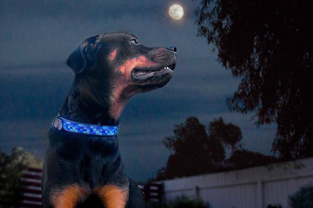 "Moonbeam" Beaded Dog Collar - Equine Exchange Tack Shop