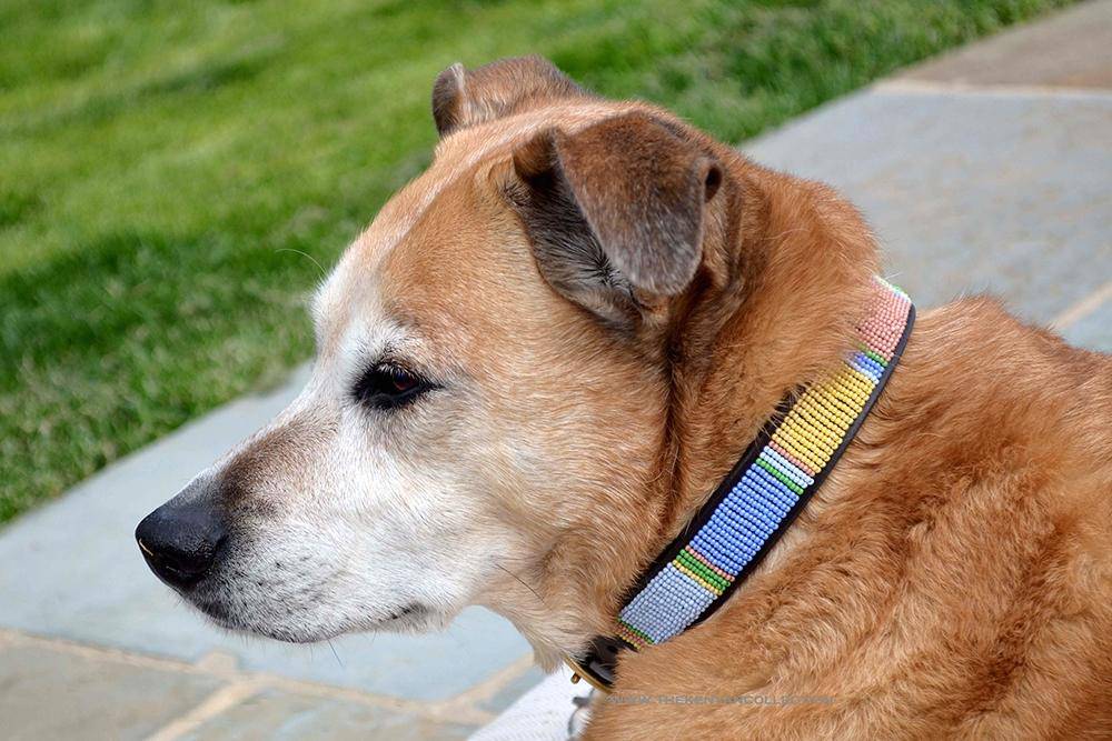 "Pastels" Beaded Dog Collar