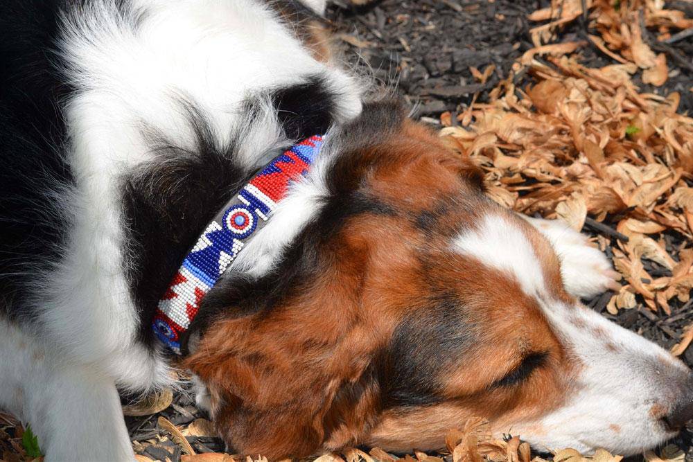 "Red White Blue" Beaded Dog Collar - Equine Exchange Tack Shop
