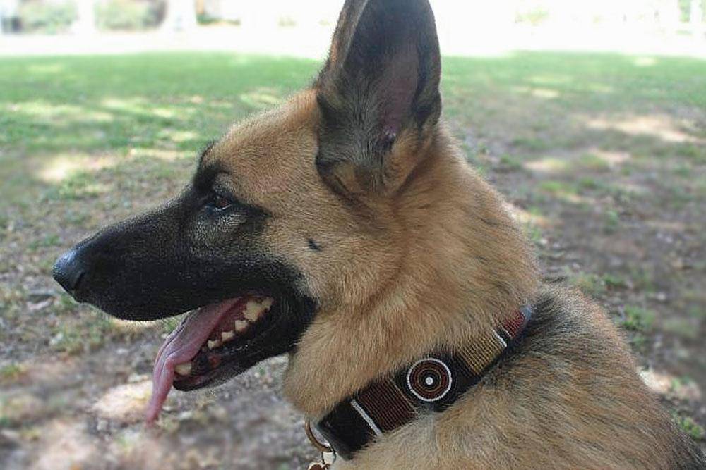 "Topi" Beaded Dog Collar - Equine Exchange Tack Shop
