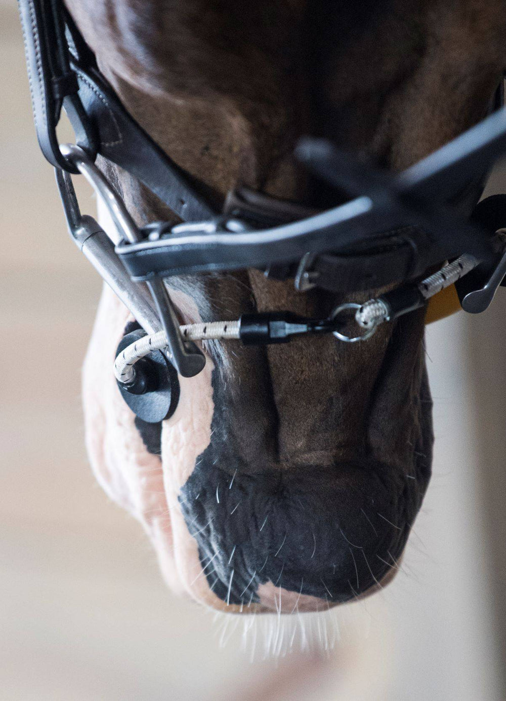 ThinLine Busy Buddy - Equine Exchange Tack Shop