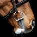 Fager Anna Sweet Iron FSS™ Fixed Rings - Equine Exchange Tack Shop
