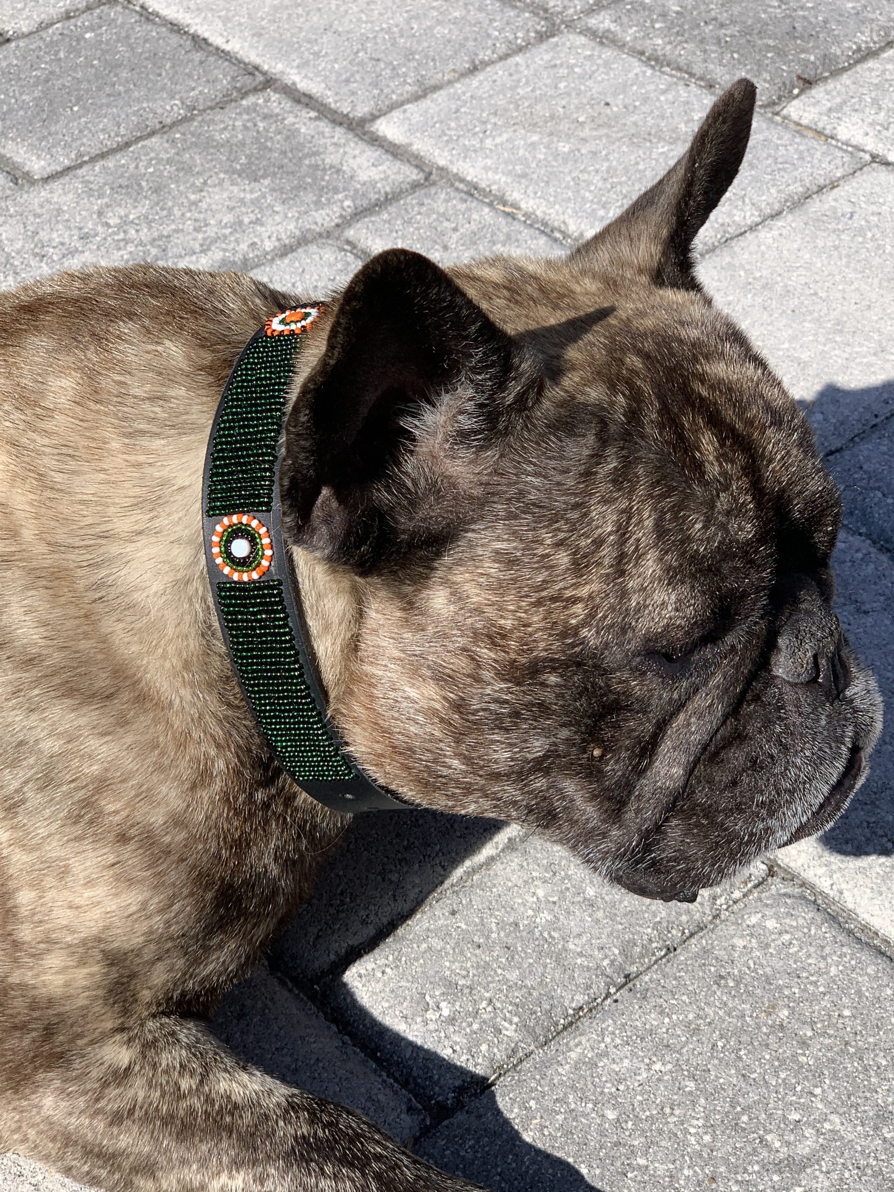 The Babington Collection - Dog Collars