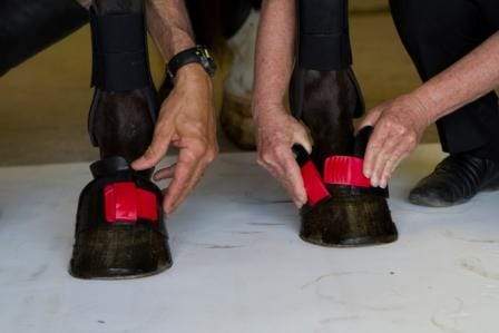 ThinLine Gatorbootz Bell Boot - Equine Exchange Tack Shop