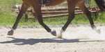 ThinLine Gatorbootz Bell Boot - Equine Exchange Tack Shop