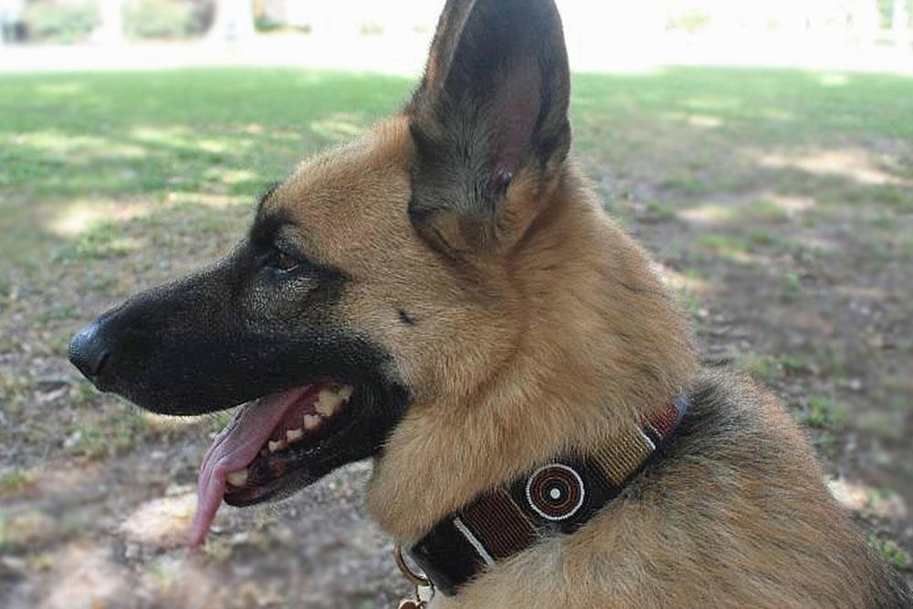 "Topi" Beaded Dog Collar