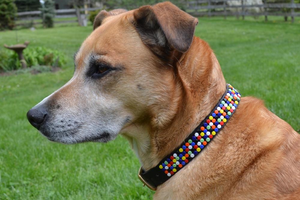 "Confetti" New Beaded Dog Collar