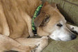 "Rainforest" Beaded Dog Collar
