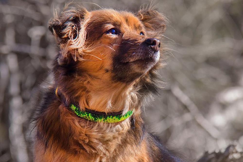 "Rainforest" Beaded Dog Collar