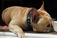 "Indigo Stars" Beaded Dog Collar