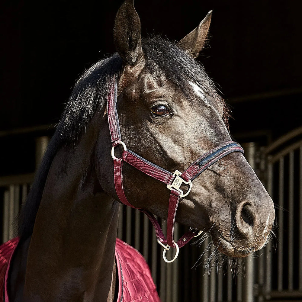 Catago Attitude Halter - Equine Exchange Tack Shop